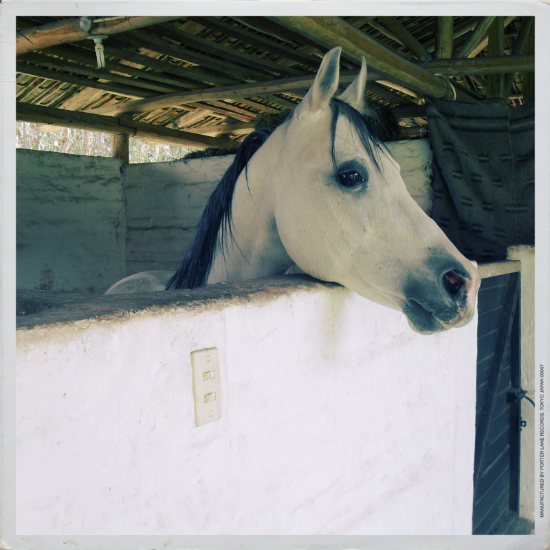 caballo_blanco